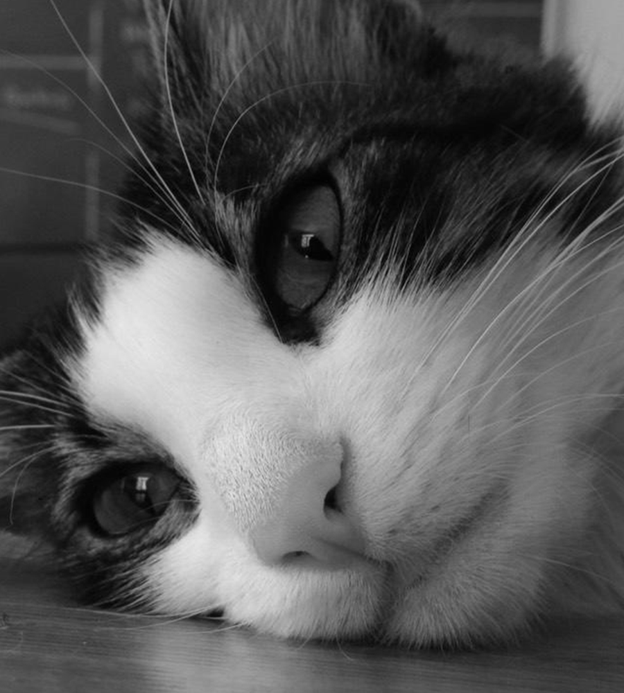 Sofi